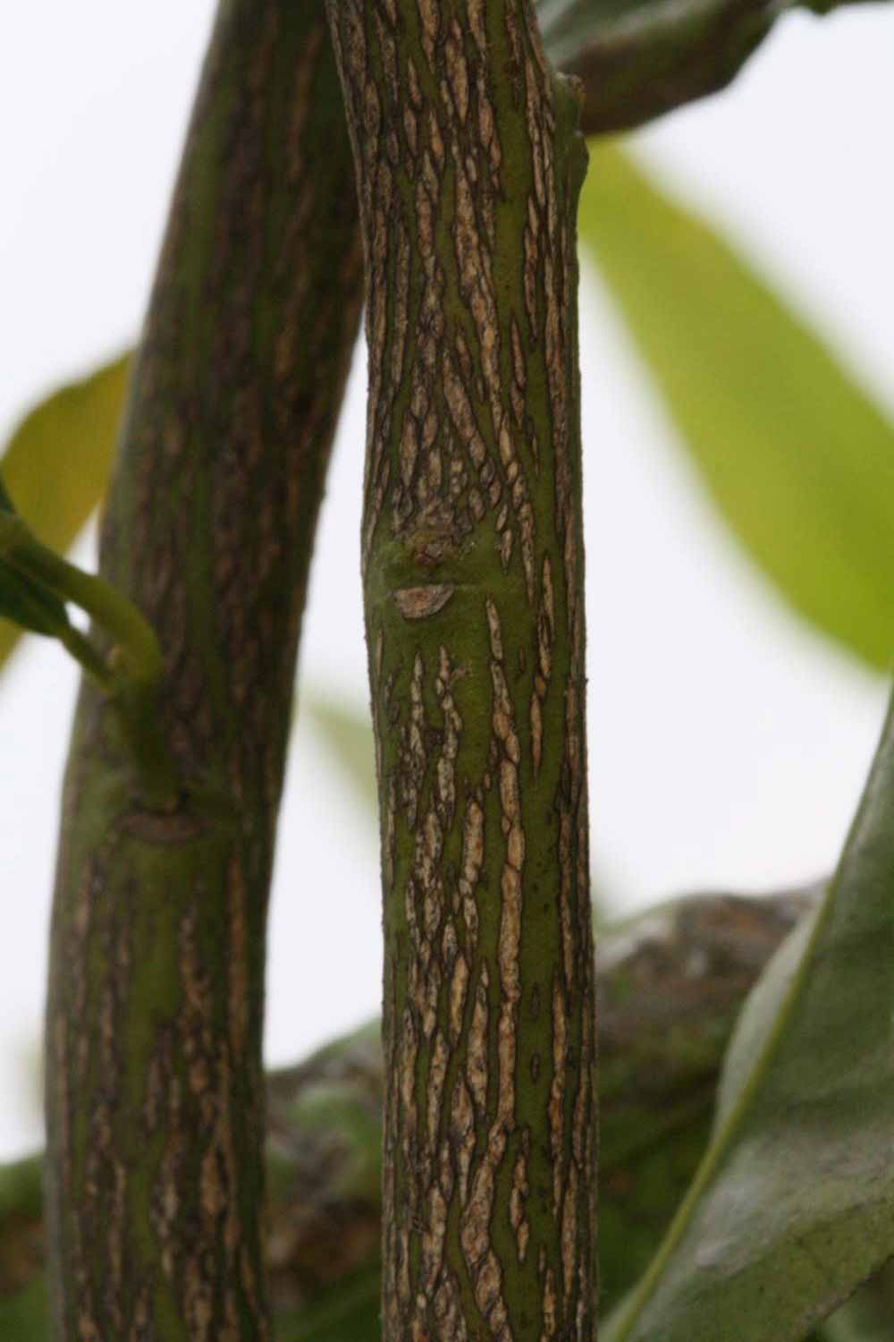              Second - third year twig (SRA 63, Riverside, CA)       